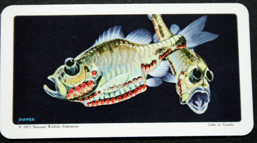Luminous deep sea fish - luminous,